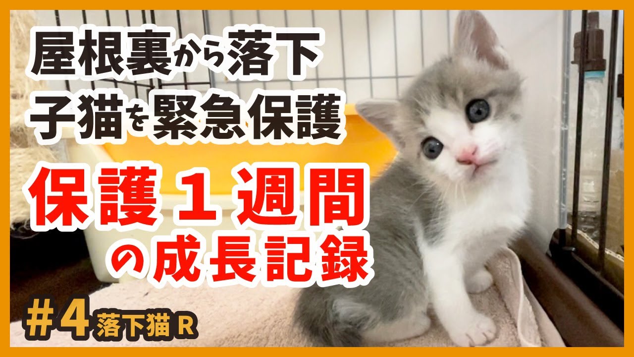 【子猫 保護１週間の記録】屋根裏で緊急保護した子猫の食欲が爆発！でも幸せそうな姿にほっこり癒され。【落下猫4】
