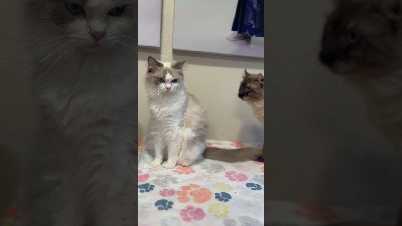 『触るな変態！』 猫の夫婦喧嘩#shorts #ラグドール #夫婦喧嘩