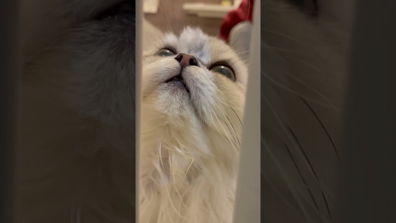 【ペルシャ猫】もちお、はじめてのお風呂 short version