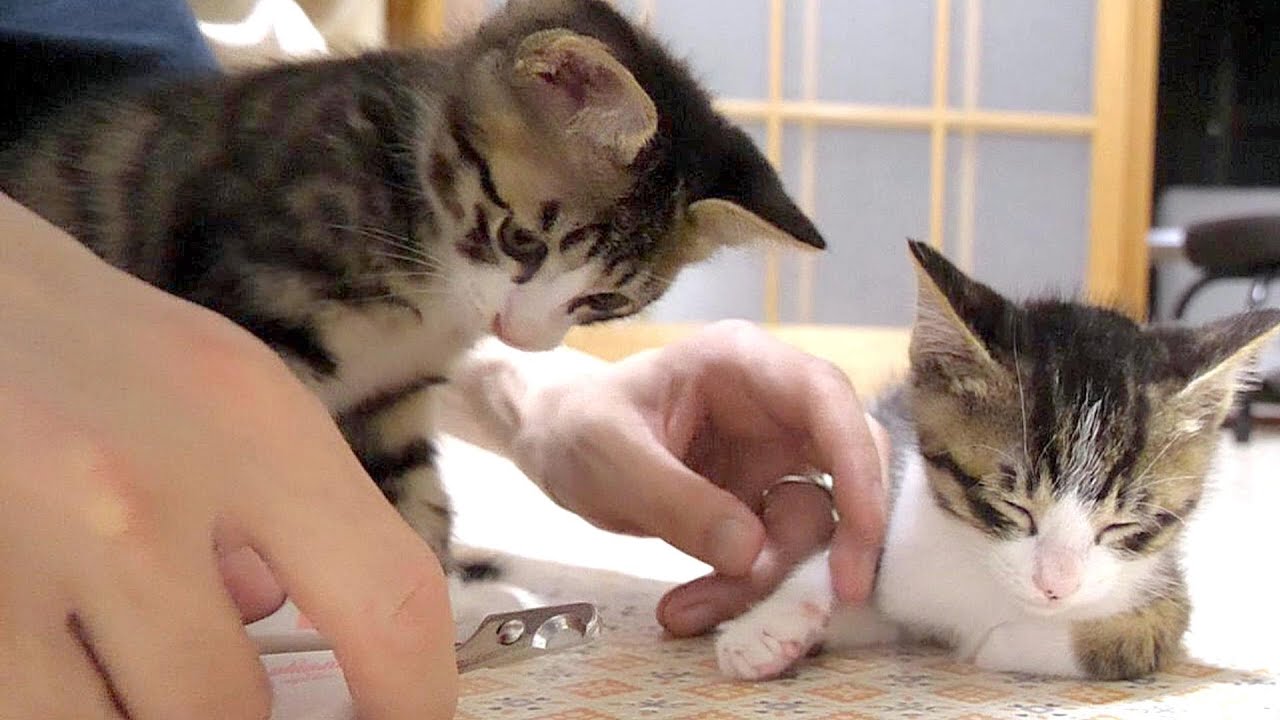 爪切りを頑張る子猫達、終わったらごほうびありますよ【赤ちゃん猫　保護猫】