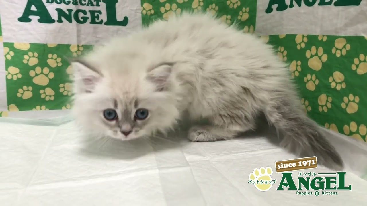 サイベリアン 2401112 【ペットショップエンゼル　子犬・子猫販売】