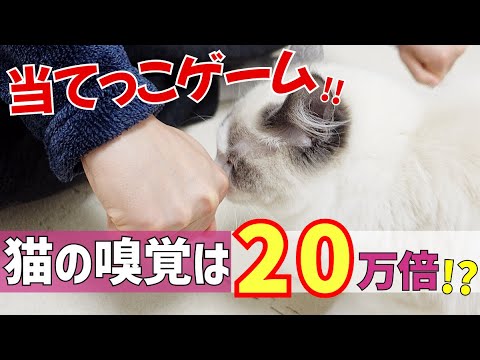【衝撃】嗅覚がヒトより２０万倍優れている猫とおやつ当てゲームをしてみたら…! 【ラグドール】