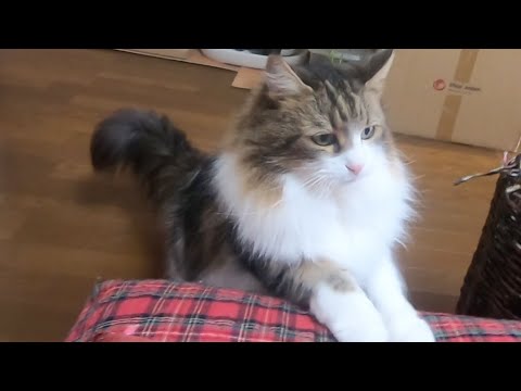 呼ぶと律儀にやって来る猫/A cat that dutifully comes when called