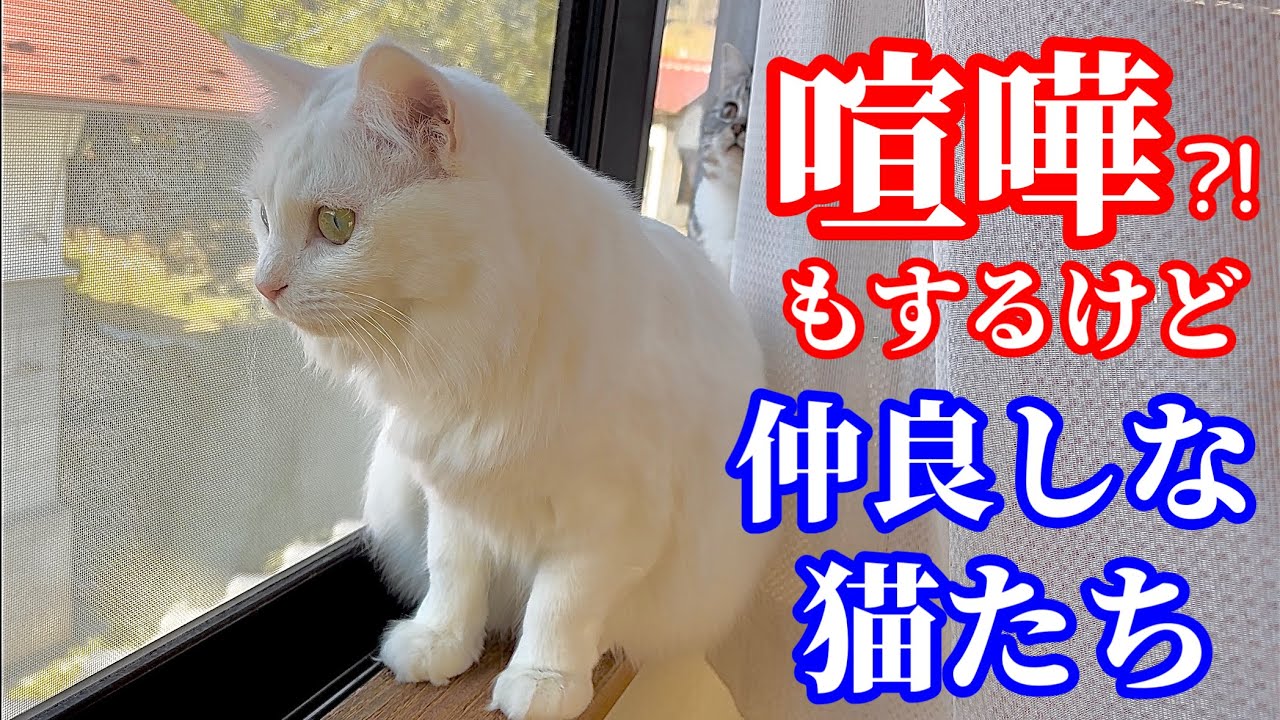先住猫より力を付けて来た?!マンチカン子猫