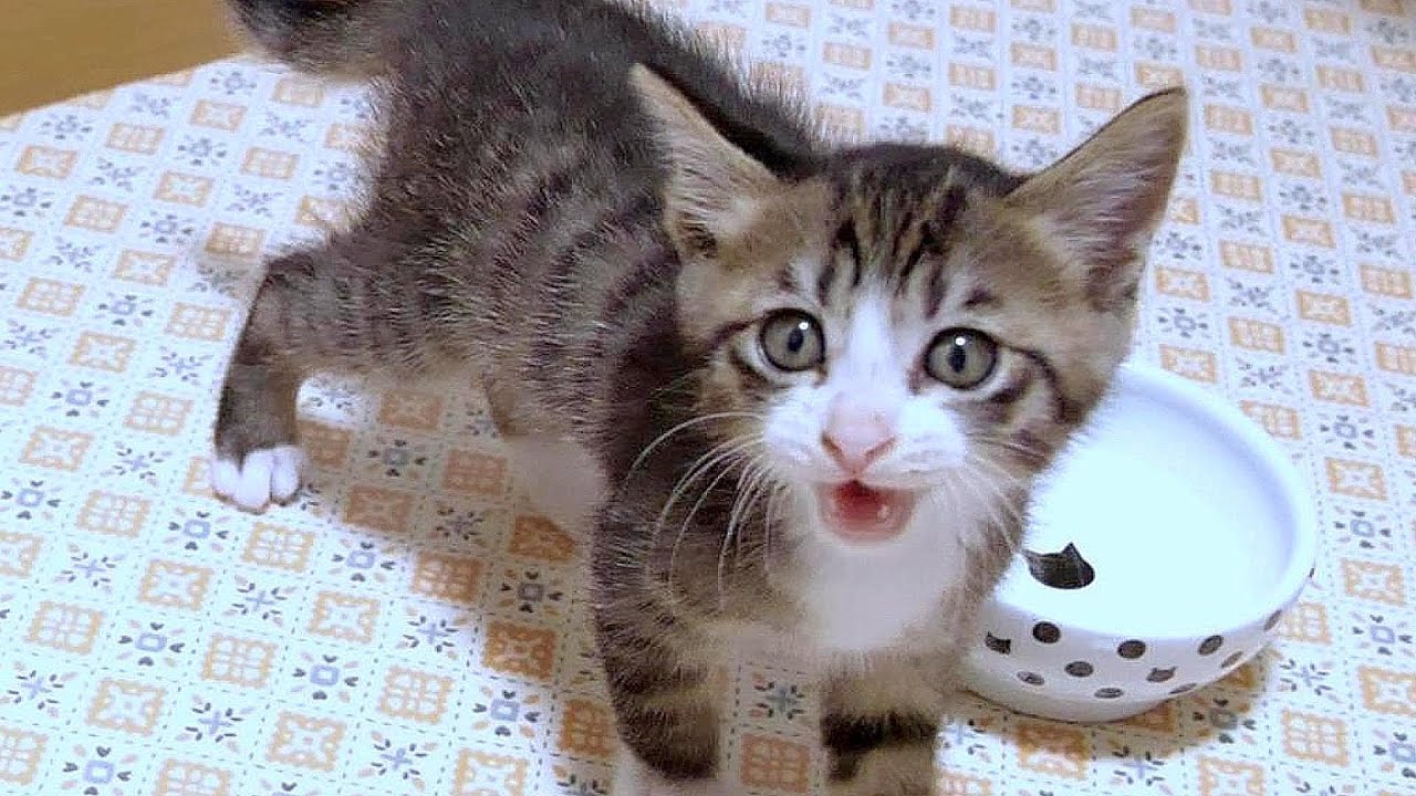 子猫が大音量でご飯のおねだりをしてきますのでご注意ください【赤ちゃん猫　保護猫】