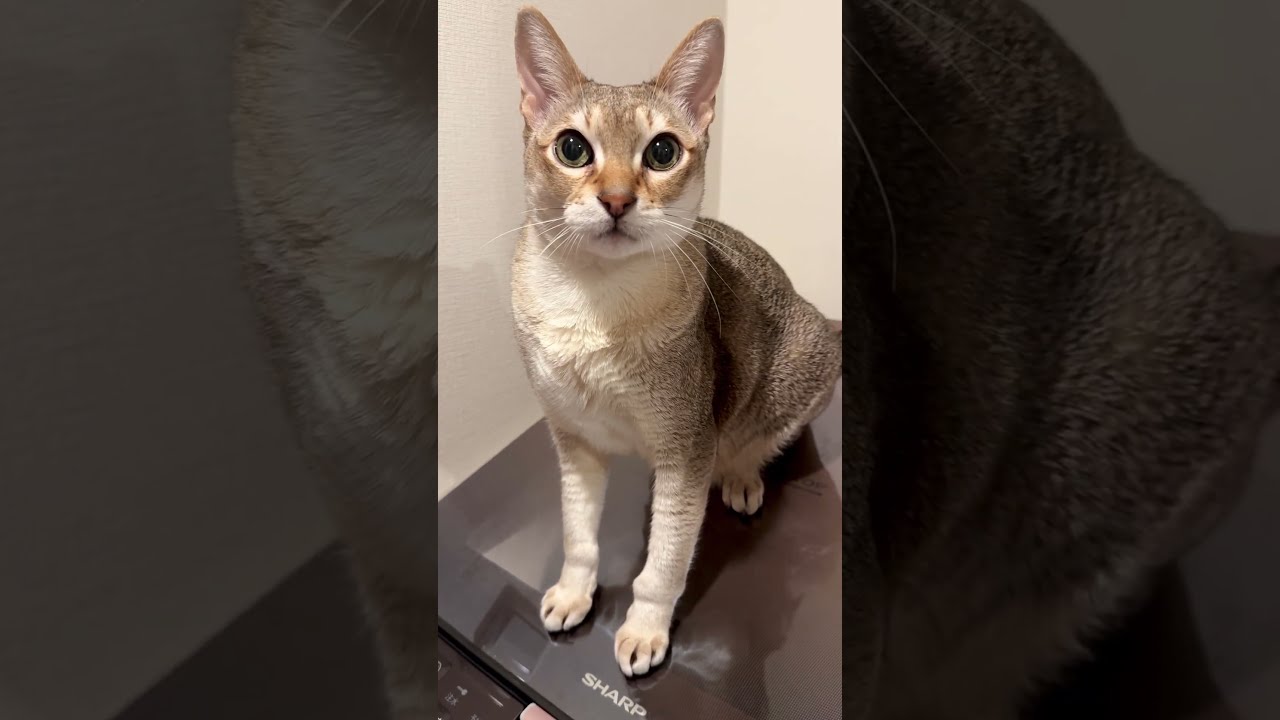 洗濯機の上をぐるぐる回って楽しんでいるシンガプーラなのにゃ♪#cat #シンガプーラ #singapura
