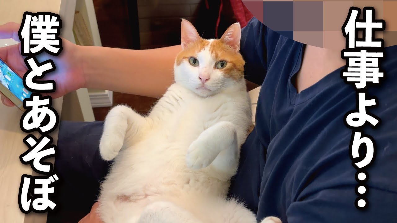 【甘えんぼ猫】抱っこしてもらいたくて巧妙な作戦を考えた猫