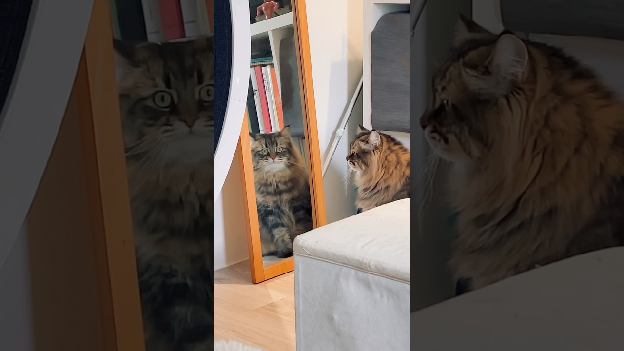 鏡を完全に理解したネコ #cat #ねこ #猫 #サイベリアン #鏡