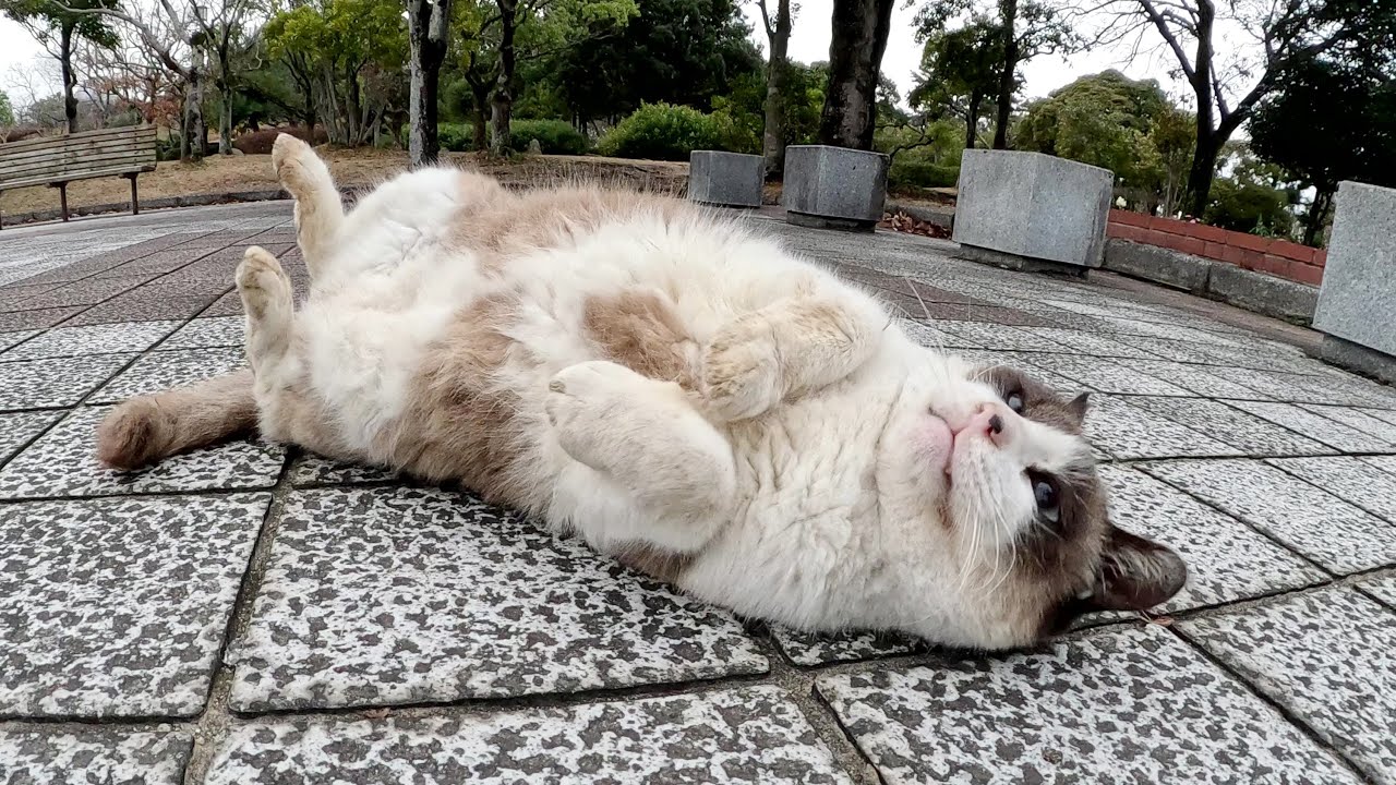 タヌキみたいなシャム猫が足にスリスリしてコロンと寝転がる