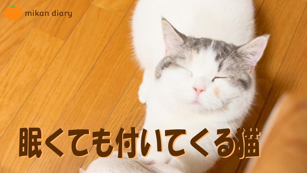 【スコティッシュフォールド】眠くても、母さんについて回るみかん