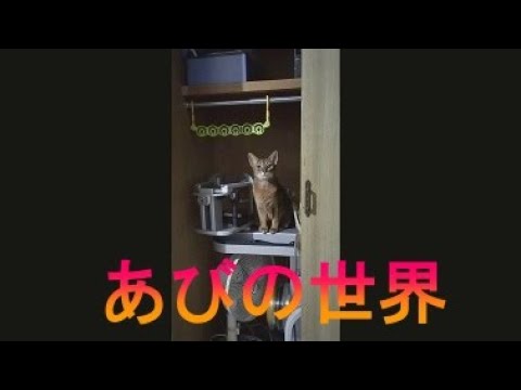 ネコ動画あび＃2873　あびの毎日　アビシニアン　あび