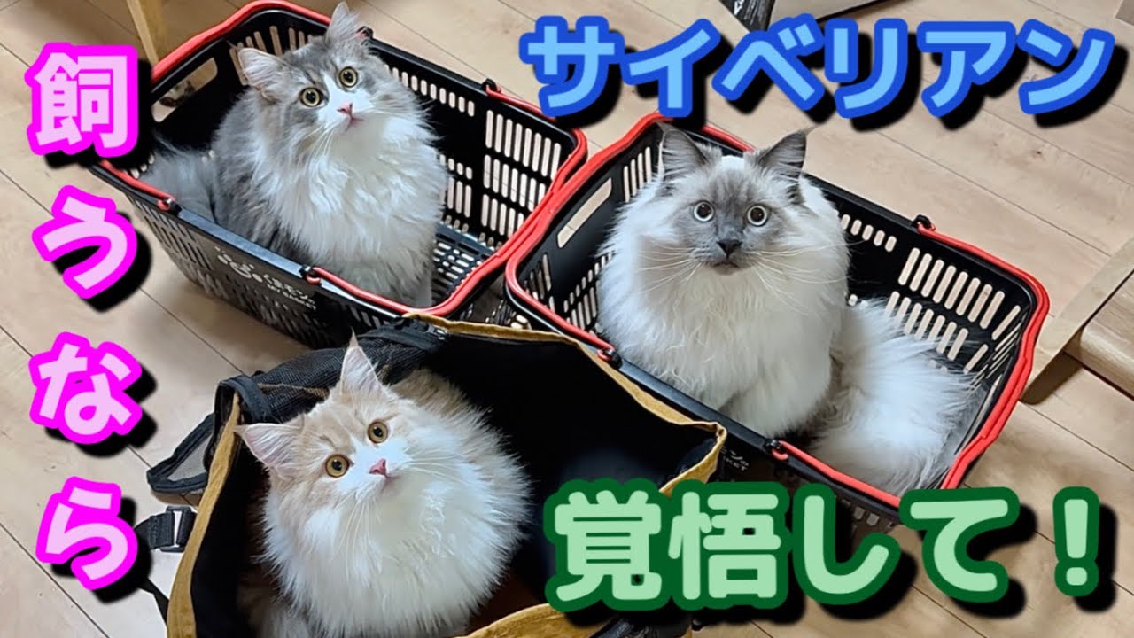 こんなに大変だけど…可愛すぎて幸せ…  お誕生日が一緒のサイベリアンの三つ子の子猫たち　サイベリアン飼うなら覚悟して