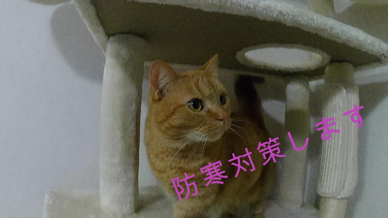 短足猫ルンの防寒対策#マンチカン