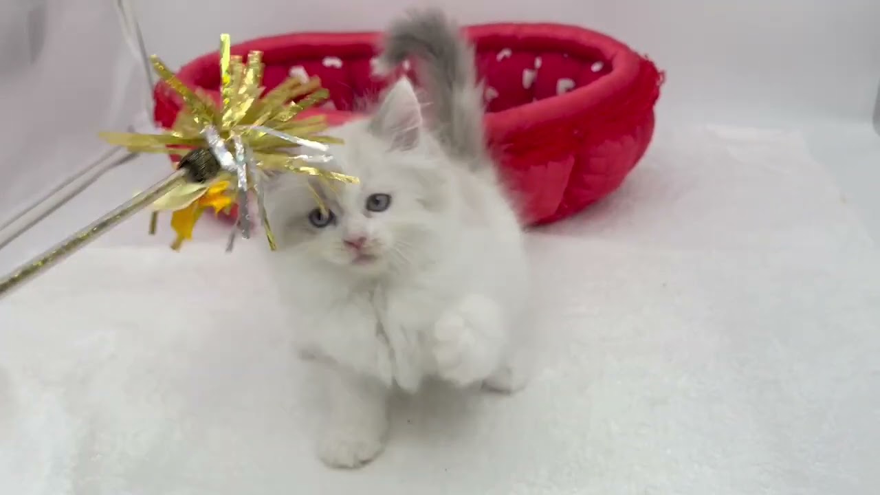 マンチカン シールトーティポイント&ホワイト（ロングヘアー）のやさしい女の子❤️