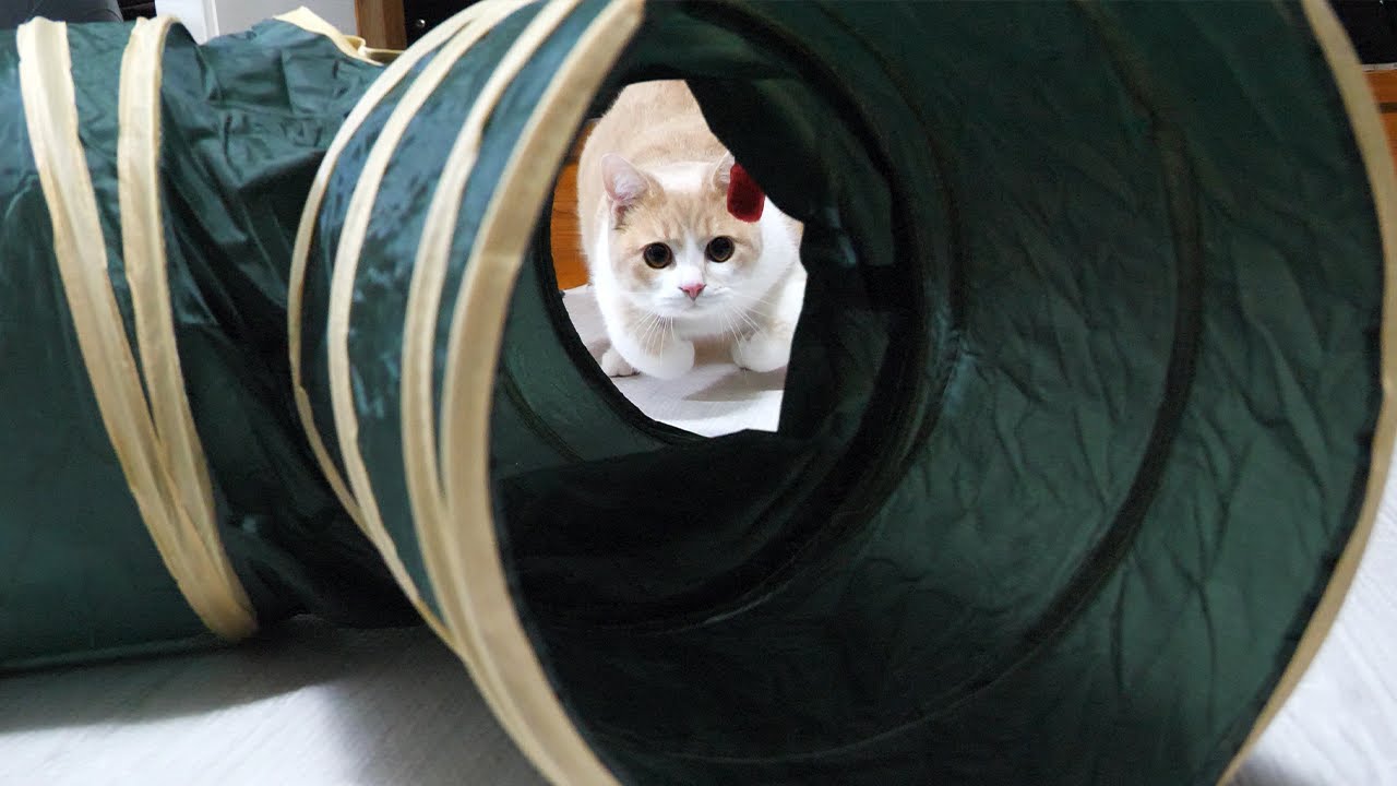 この後カメラに猫が突進します