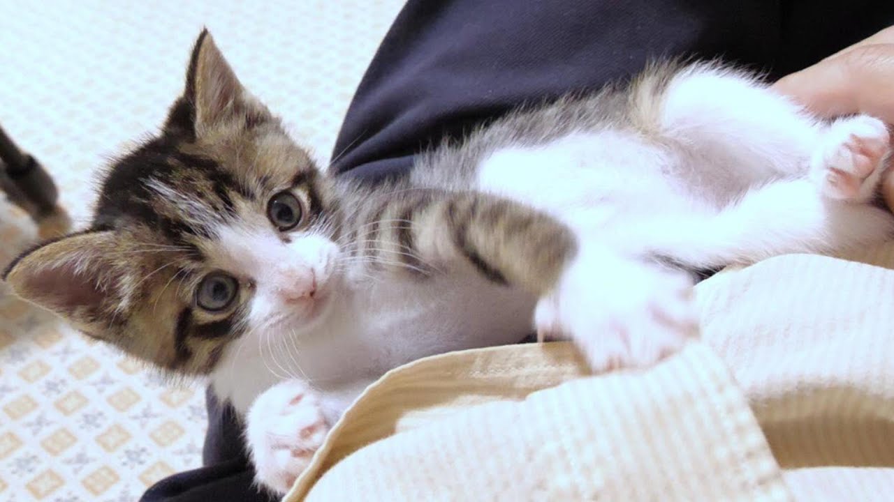 孫の手で遊ぶ子猫達。使い方間違ってますよ？【赤ちゃん猫　保護猫】