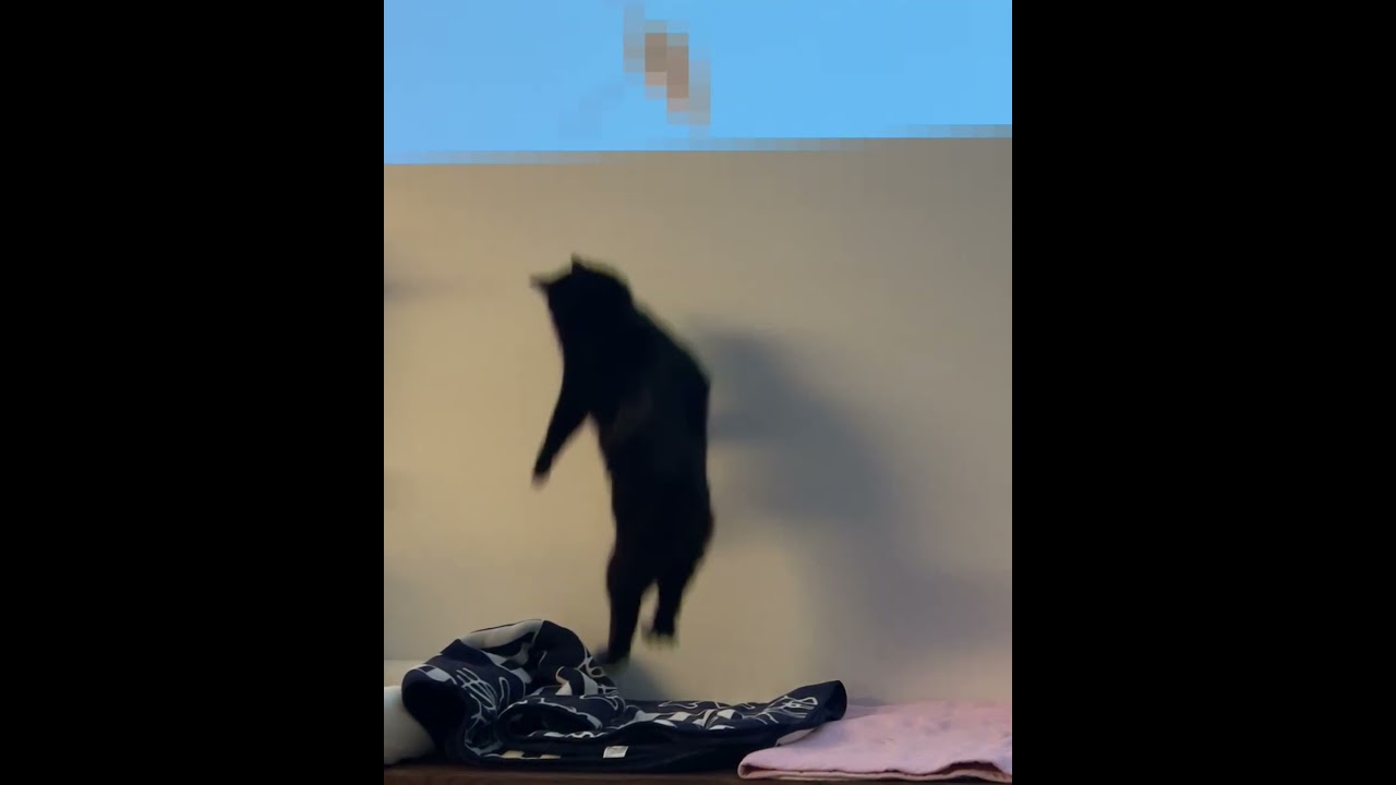 可愛すぎるねずみハンターの黒猫モカちゃん!!　#storts