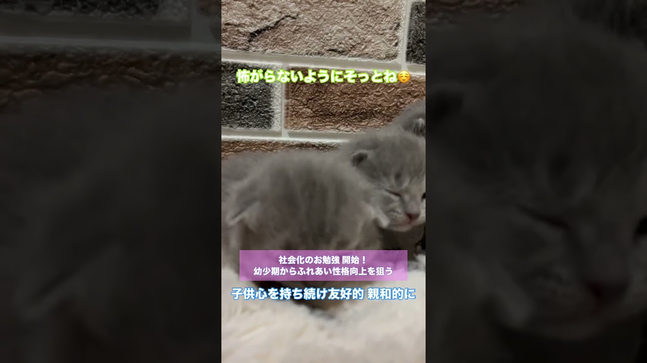 #shorts 【シャルトリュー子猫】すくすくと元気です！