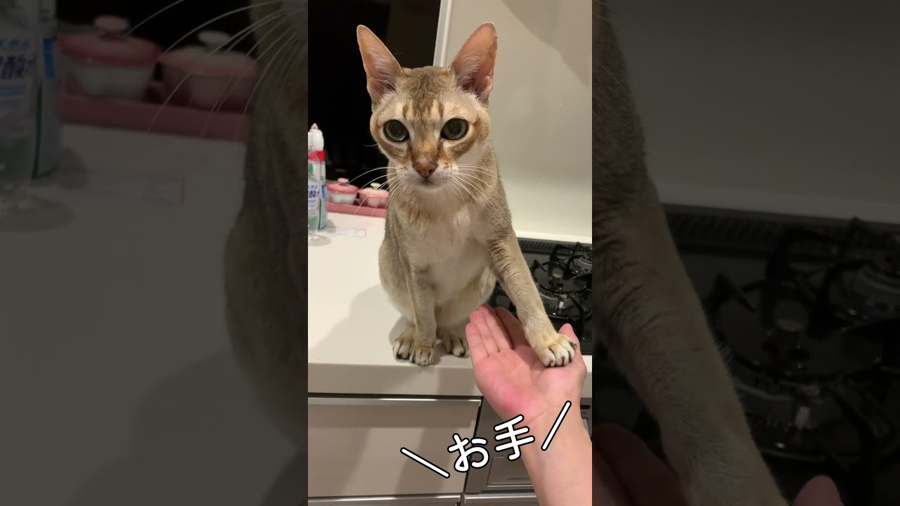 お手をフライングする猫 #cat #猫 #シンガプーラ