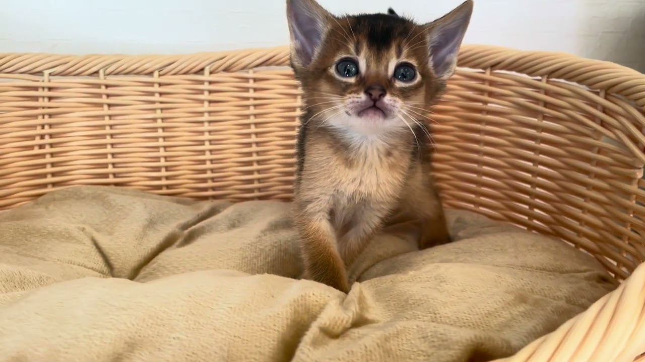 アビシニアン コロコロで可愛いアビ兄弟💕