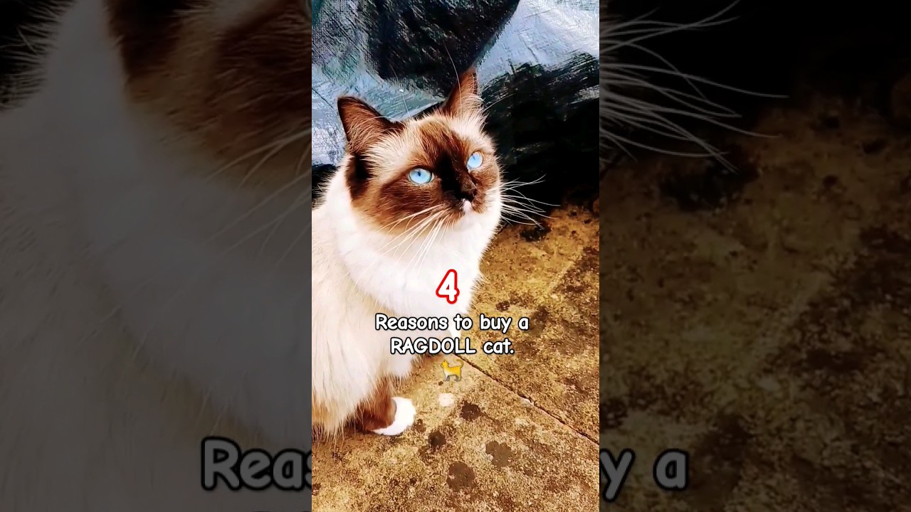 4 Reasons to buy a RAGDOLL CAT 🐈 😻 | #shorts #ytshorts #cat #ragdoll #reason #list #cutecat #kitty