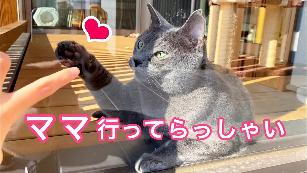 ハイタッチでお見送りをしてくれる保護猫が可愛すぎる‼︎