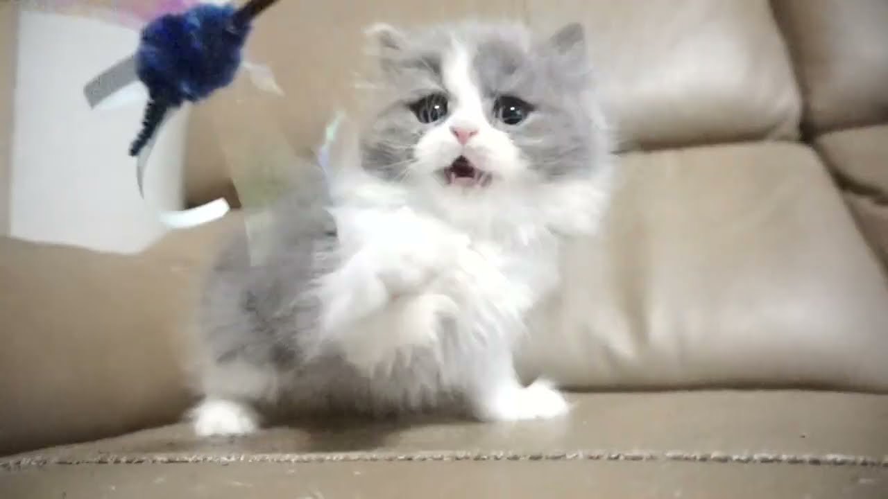 セルカークレックス子猫　2023.11.5産まれ 　ブルー＆ホワイト　　男の子　シーダキャット猫のお店