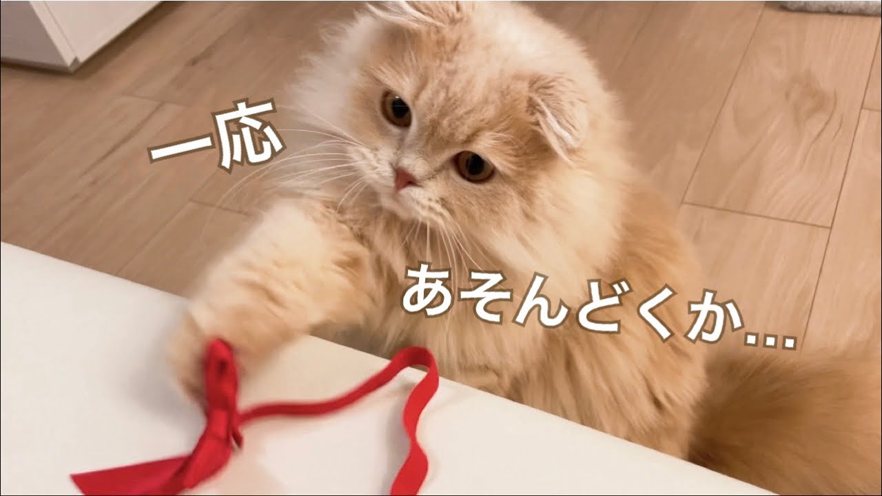 虚無顔で遊ぶ猫が可愛い【スコティッシュフォールド】【マンチカン】
