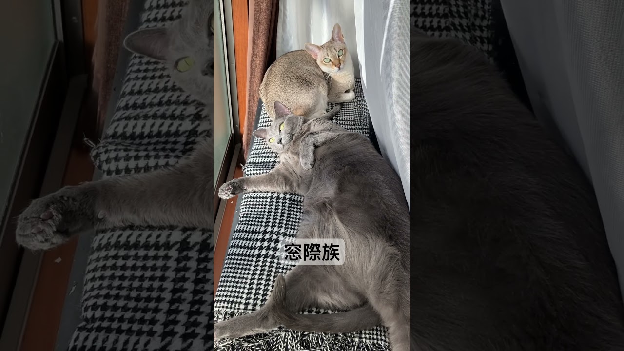 窓際にたむろする猫達