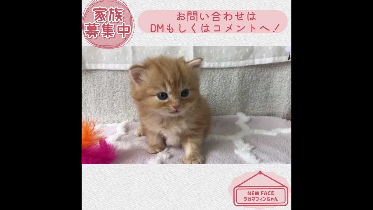 【ラガマフィン】ベビーちゃん新着☆