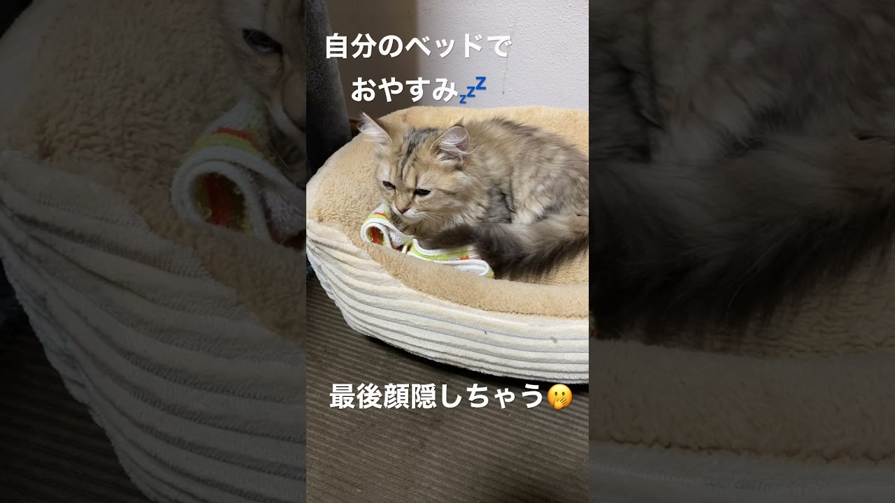 【癒し】お気に入りの場所でスヤスヤするペルシャの子猫【かわいい】