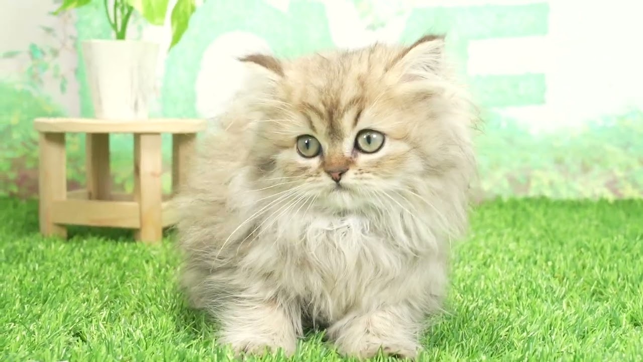 Coo&RIKU　No662881 スコティッシュフォールド