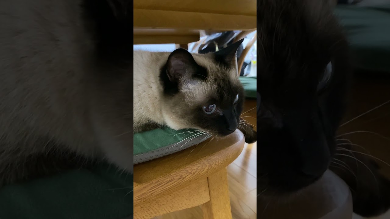 【2024.01.09】今日のシャム猫のふくさん（音無し）【たぬき猫】 #shorts