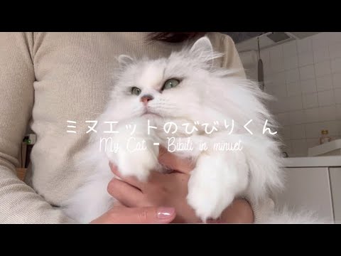 【抱っこねこ】毛づくろいで、全身をきれいにぺろりする猫ちゃんがこちら|都内OL×主婦