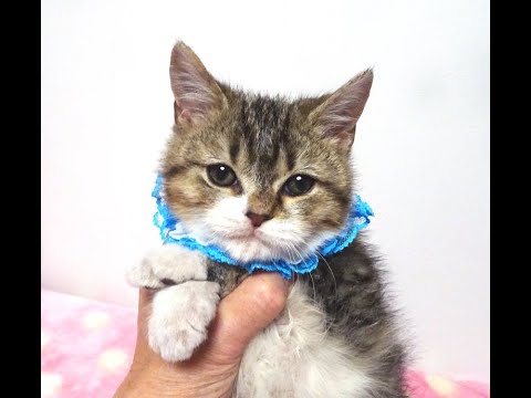セルカークレックス×アメショ★ペガくん３ヵ月