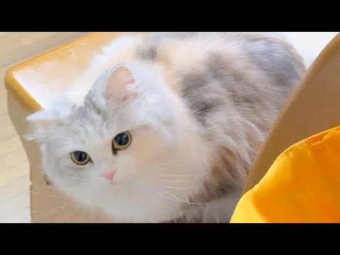 可愛いもふもふ生命体を発見したのでいじってみました🥹❤️【スコティッシュフォールド】