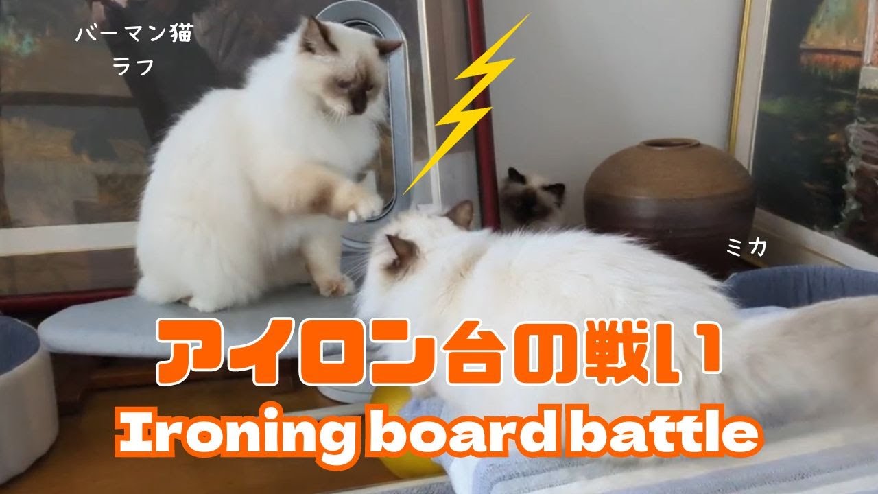 バーマン猫ラフとミカとガブ【アイロン台の戦い】Ironing board battle（バーマン猫）Birman/Cat
