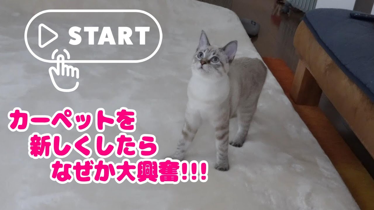 ぴょんぴょんカーペットを駆け回るシャム猫#265