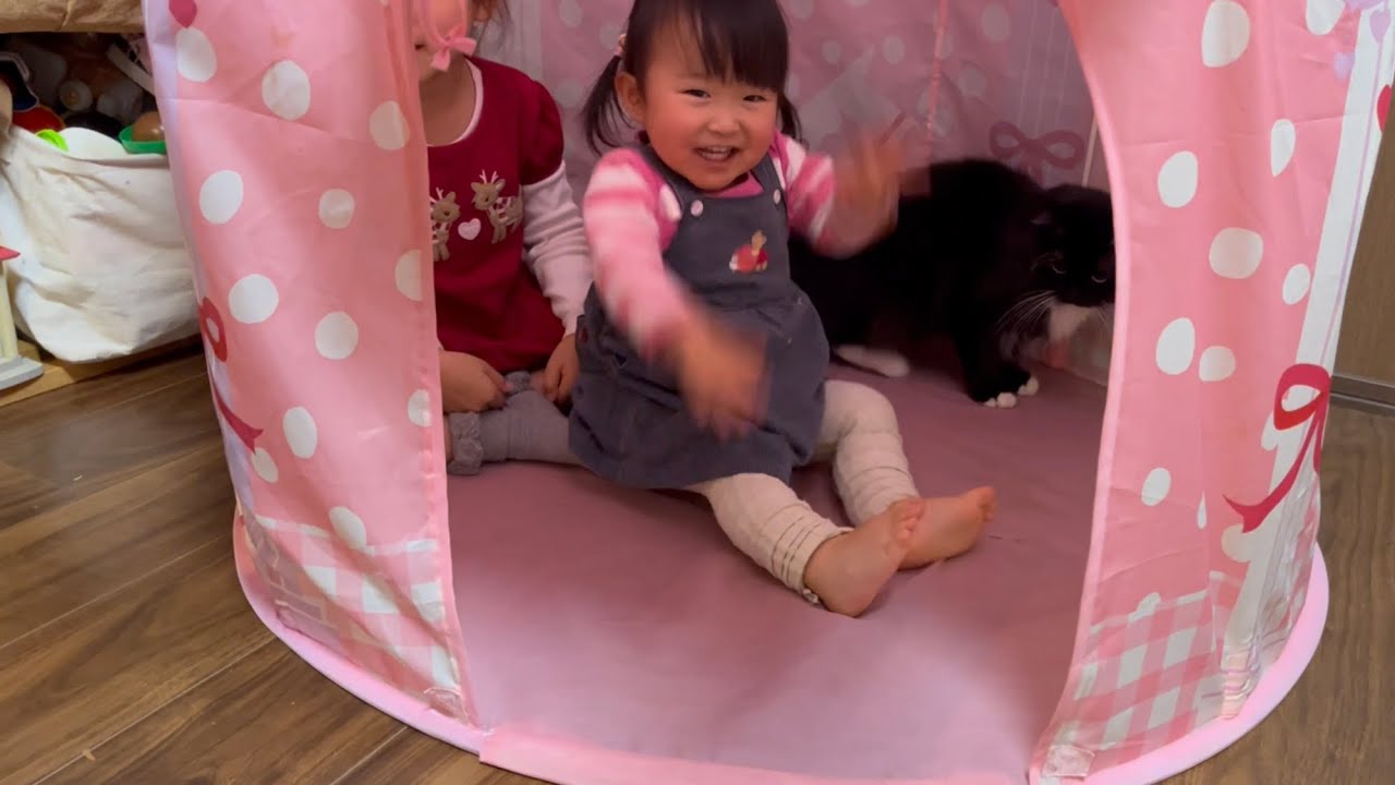娘達と陣地の奪い合いをする猫達　ノルウェージャンフォレストキャット　A cat competing with his daughters for territory