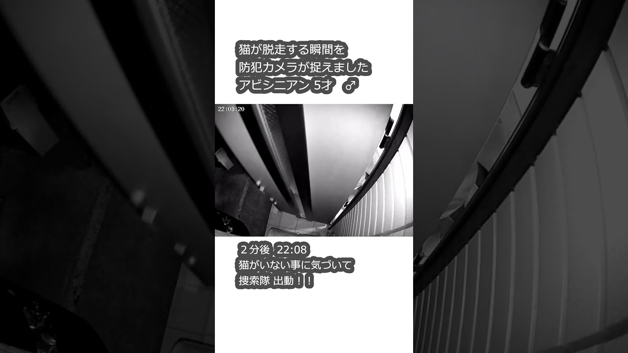 猫が脱走する瞬間を防犯カメラが捉えました  #アビシニアン #防犯カメラ #猫脱走
