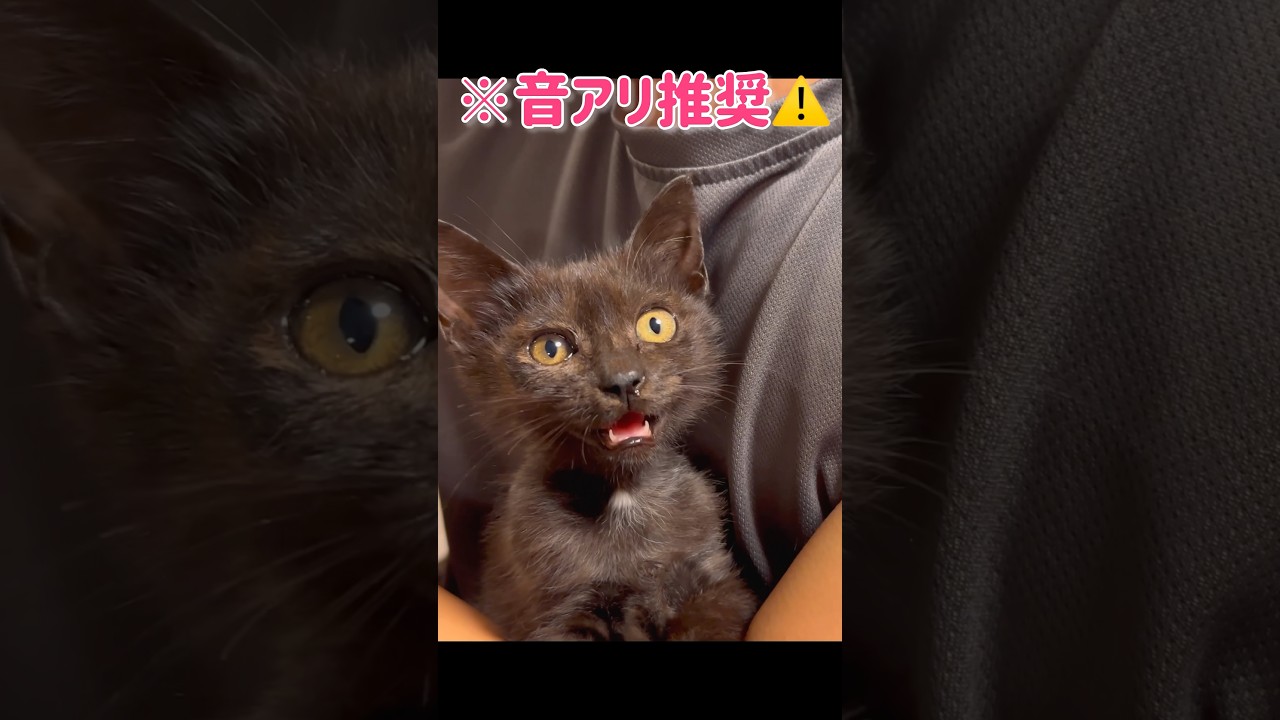 【音アリ推奨⚠️】こねこの鳴き声に癒されましょう🍀