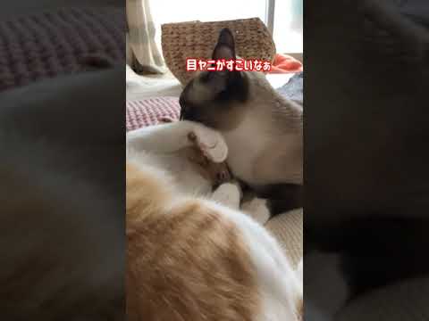 まさかそんな…　#shorts  #猫 #ねこ #ネコ #cat  #シャムmix #しゃむみっくす #シャムミックス #茶白 #かわいい #毛づくろい #猫動画 【2020年編#9】