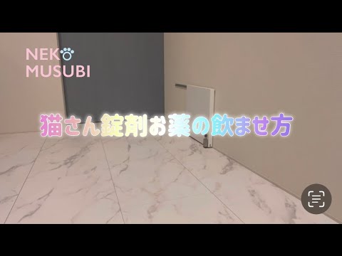 【マンチカンこねこ】猫ちゃんに錠剤のお薬を飲んでいただきます！