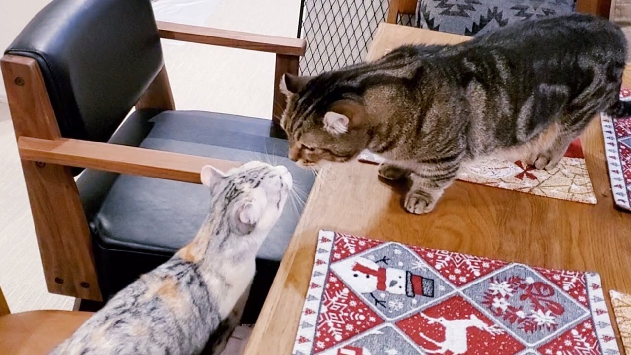 《先住猫と仲良くなるまで》先住猫と子猫の大喧嘩！？泣き声、悲鳴、ネコ語でしゃべり合っている.....