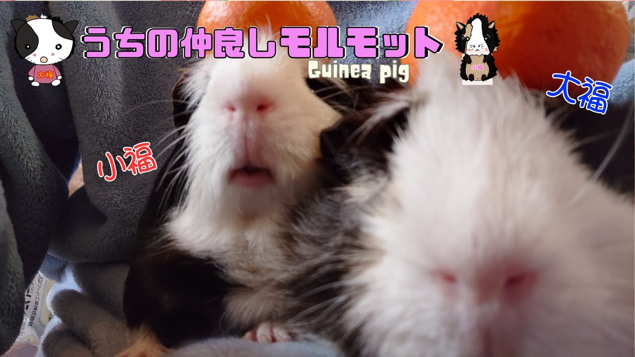 【🐹うちの仲良しモルモット🐹】まったりお眠モードの大福・小福