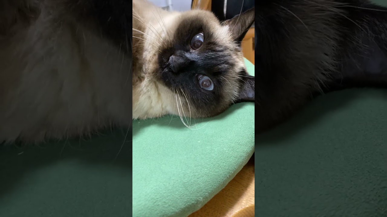 【2024.01.12】今日のシャム猫のふくさん（音無し）【たぬき猫】 #shorts