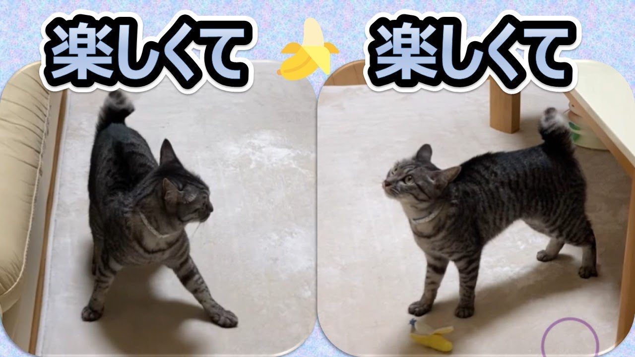 【どうにも止まらニャイ😼スズ】激しい一人遊び　思い切り遊んで😁　最後はやっぱりこうなるよね😱　【スズと二人暮らし】