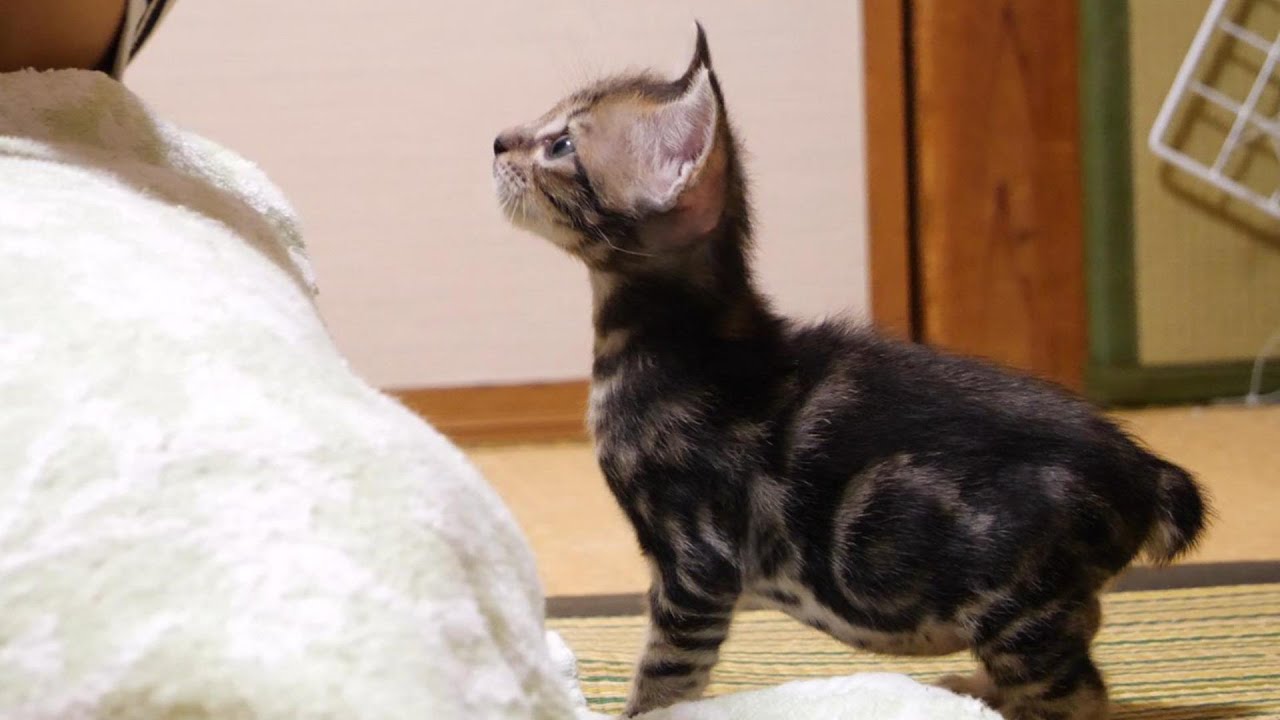 食いしん坊の子猫がミルクを飲む子猫を羨ましそうにみつめる【赤ちゃん猫　保護猫】