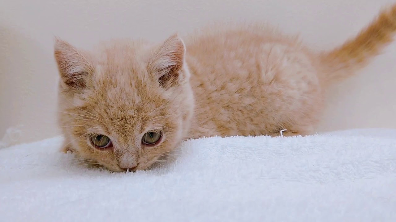 ブリティッシュショートヘアちゃん♪