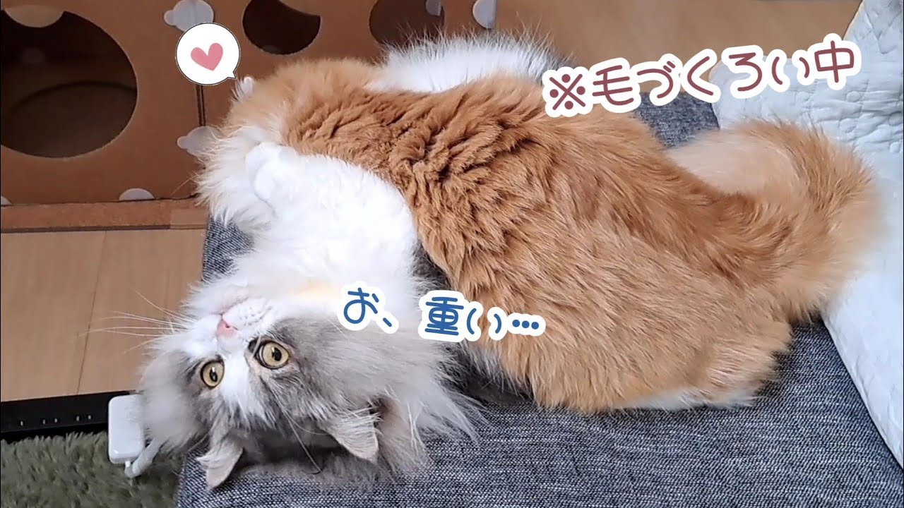 【マンチカン】猫兄弟がお互い大好きがあり余った結果…♡